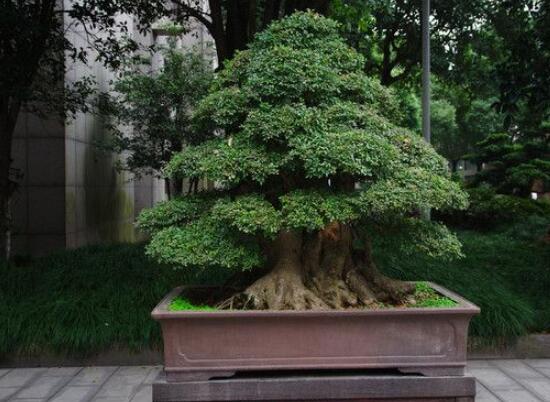 榕樹氣根怎么培養(yǎng)，老農(nóng)總結(jié)最簡單有效五種方法