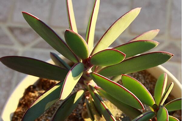 燕子掌適合室內(nèi)養(yǎng)殖嗎，要保證充足的光照