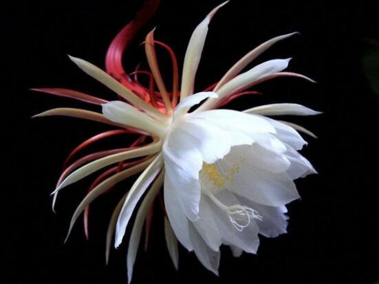 曇花怎么澆水，不同季節(jié)不同澆水量(見干見濕)