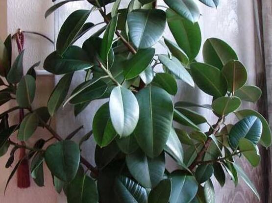 橡皮樹(shù)一盆栽幾棵最好，三棵為森八棵為發(fā)（推薦1/3/8/9）