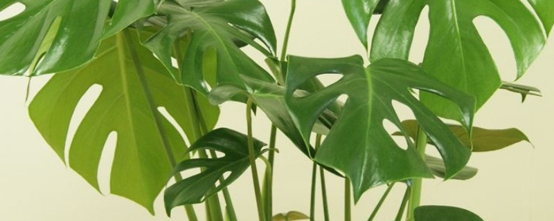 龜背竹的根都長到外面了怎么辦