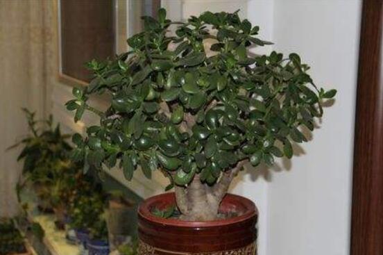 家里養(yǎng)玉樹有什么寓意，家庭和諧、事業(yè)順暢，學業(yè)有成