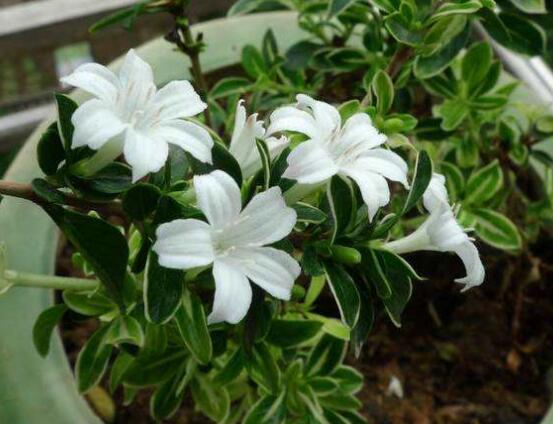 六月雪盆栽的寓意，寓意著守望愛情、不可缺的配角