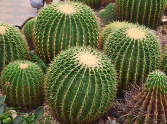 仙人球用什么肥料，鉀、磷肥為主，氮肥為輔