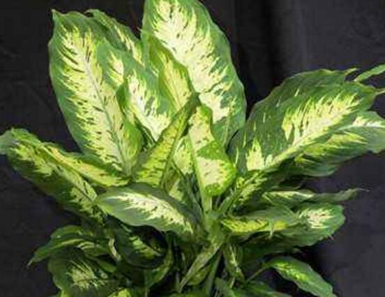 厚葉萬年青有毒嗎，誤食致人聲帶變啞、胃腸腫痛