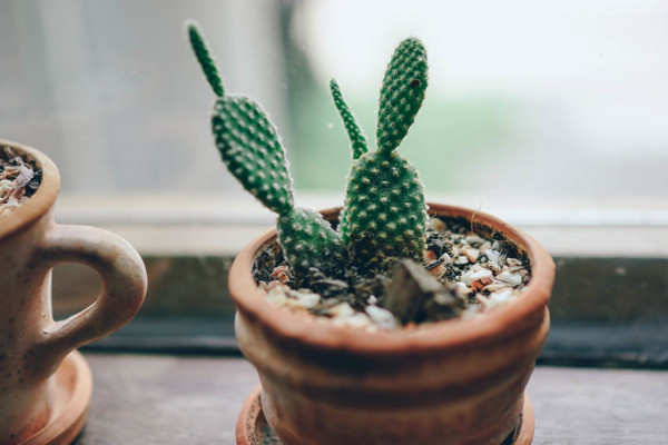 仙人掌適合放哪里，放在陽臺更利于生長