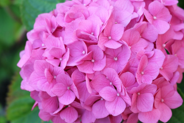 繡球鮮花能養(yǎng)幾天