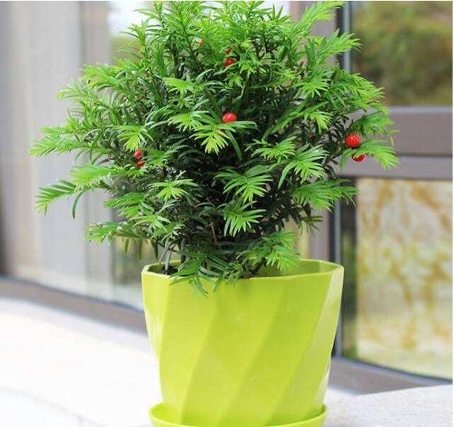 紅豆杉病蟲害的防治方法，莖腐病和白絹病是罪魁禍?zhǔn)? src="/nongye/d/file/20201223/krp1s3zz2uv.jpg" style="width: 600px; height: 445px;" / data-hCE7="KuwePU"></p>
<p data-RFy8="9Y3Stg">
	紅豆杉的蟲害一般有葉螨、蚜蟲、介殼蟲等，其中對紅豆杉危害比較大的是蚜蟲。天氣比較溫和的時候就會比較容易產(chǎn)生蚜蟲，蚜蟲會啃食紅豆杉的根部、葉片，嚴(yán)重危害紅豆杉的生長，更有甚者會導(dǎo)致紅豆杉的死亡。我們將紅豆杉種植在溫室內(nèi)，溫室內(nèi)的溫度非常溫和，就很容易有蚜蟲的危害。</p>
<h2 data-QkMt="pSUQ6P">
	紅豆杉蟲害的防治方法</h2>
<p style="text-align: center;" data-PWo0="XWFbF6">
	<img alt=