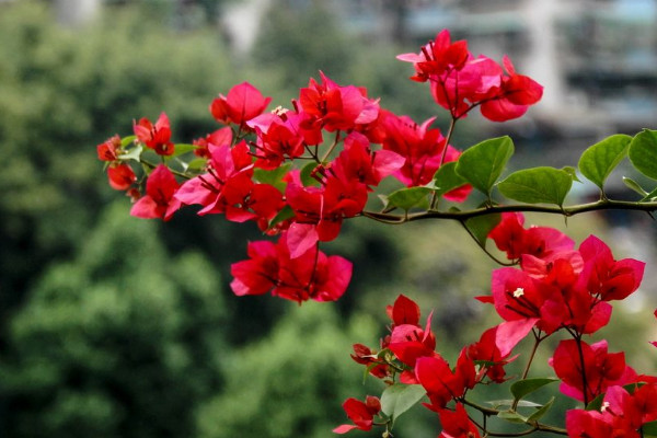 盆栽三角梅的養(yǎng)殖方法和注意事項