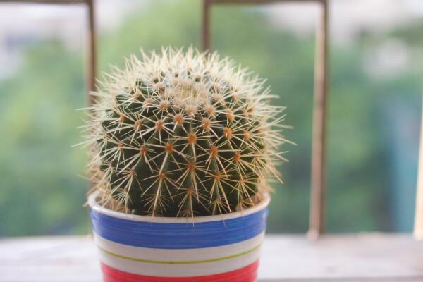 仙人球換盆方法，4步即可完成仙人球的換盆