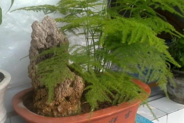 剪下來的文竹能插活嗎，文竹扦插繁殖的秘訣