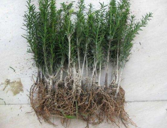 紅豆杉扦插繁殖方法，做好這五大方法便可生根發(fā)芽