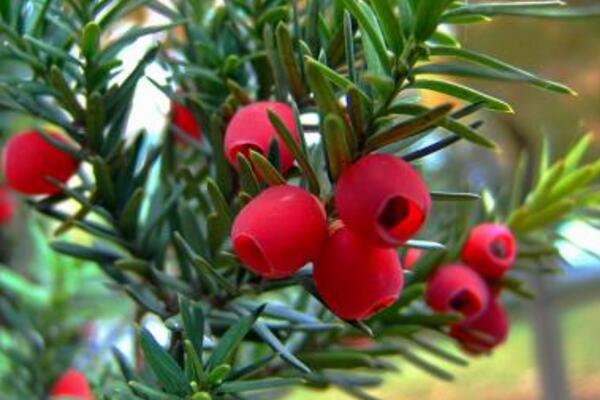 紅豆杉怎么移栽，最關(guān)鍵的4步