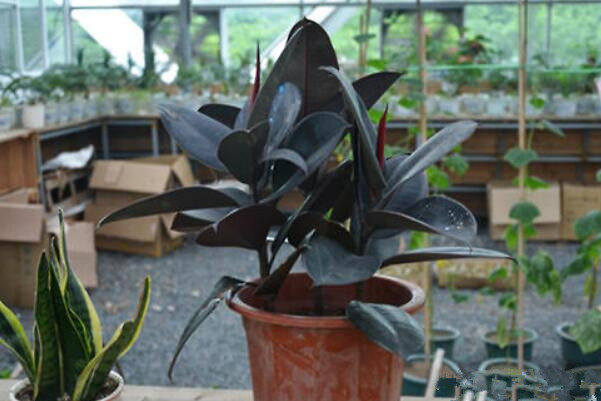 橡皮樹怎么施肥，要掌握以下施肥要點