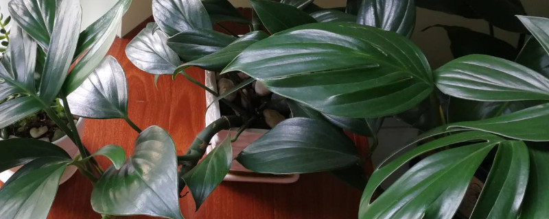 龜背竹有幾個(gè)品種