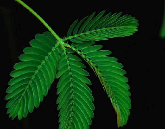 含羞草脫發(fā)能好嗎，能好/注意要有效避免接觸