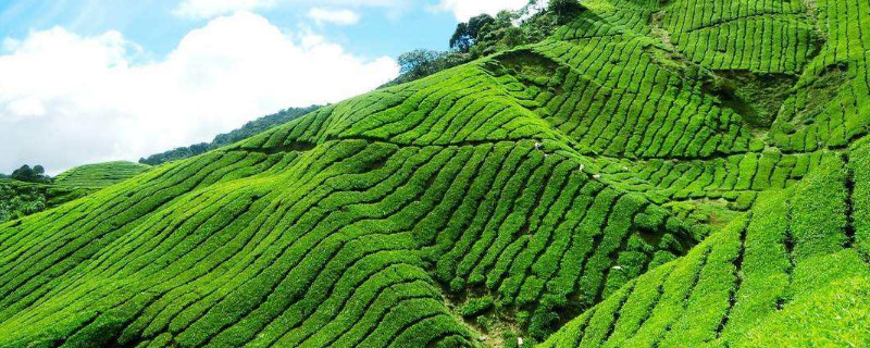 秋冬茶園管理技術(shù)