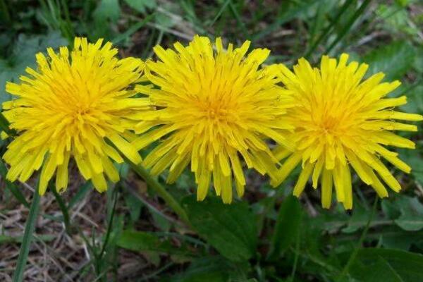 蒲公英在什么季節(jié)開放，每年的夏秋季節(jié)綻放