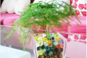 文竹可以水培嗎，可以水培需做好養(yǎng)護(hù)工作