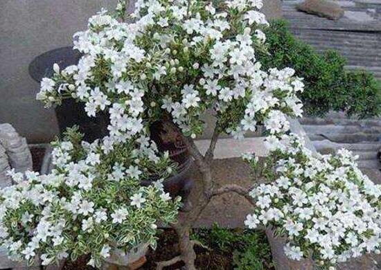 六月雪怎么變粗，做好六點(diǎn)基本方法生長粗壯