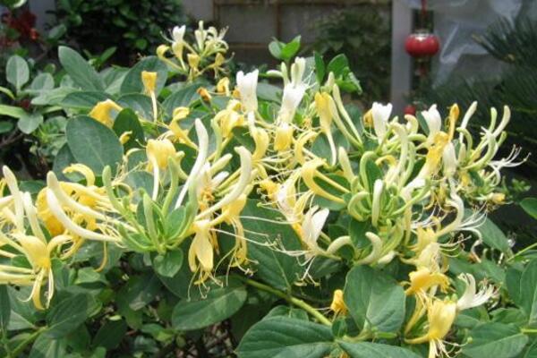 金銀花是怎么過冬的，南方地區(qū)可室外越冬