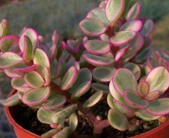 雅樂之舞怎么扦插，春季最佳/剪取生長健壯枝條