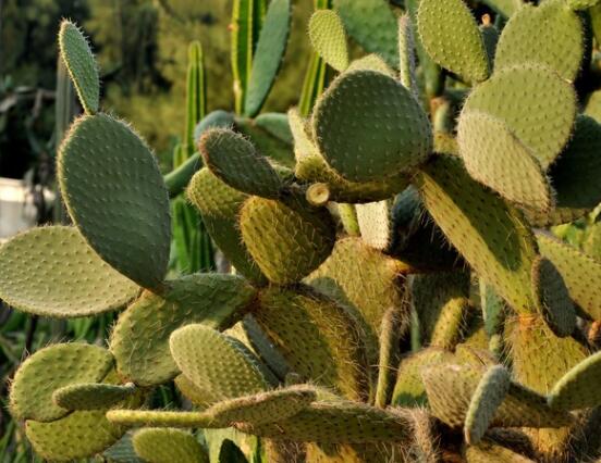 仙人掌沒根能活嗎，能活/傷口消毒晾干、重新移植上盆