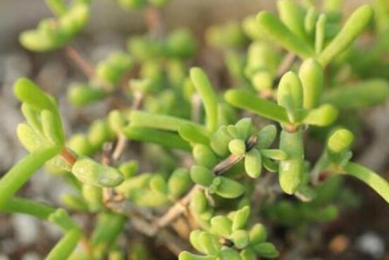 碧光環(huán)多肉怎么養(yǎng)，注意土壤透氣性、控水控溫度