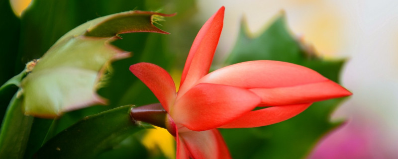 鴻運(yùn)當(dāng)頭花剪掉了怎么不長(zhǎng)了