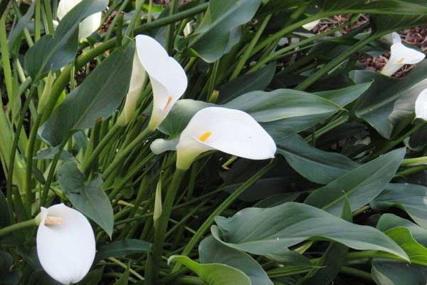 馬蹄蓮插花瓶能養(yǎng)多久