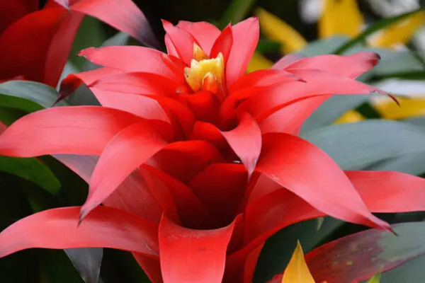 鴻運(yùn)當(dāng)頭怎么澆水