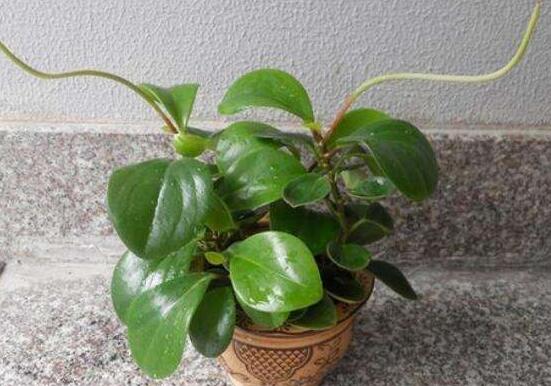 植物碧玉的風(fēng)水作用，舒緩心靈、增強運勢