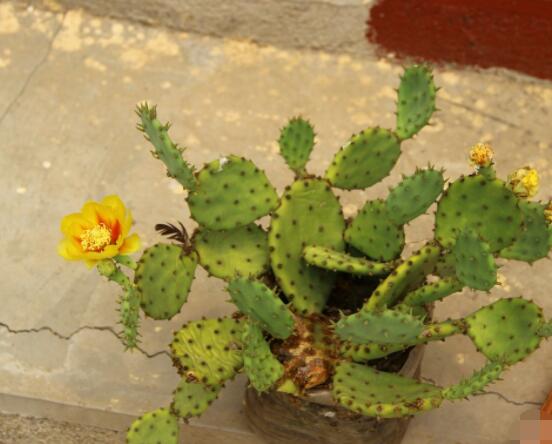 仙人掌沒根能活嗎，能活/傷口消毒晾干、重新移植上盆