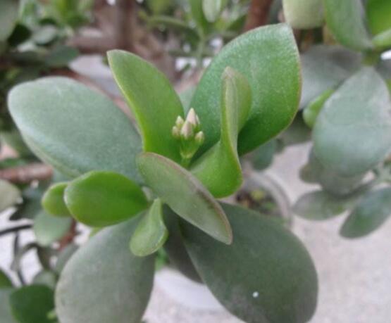 燕子掌炭疽病怎么辦，及時(shí)摘除病葉、噴灑藥物(合適溫度光照)