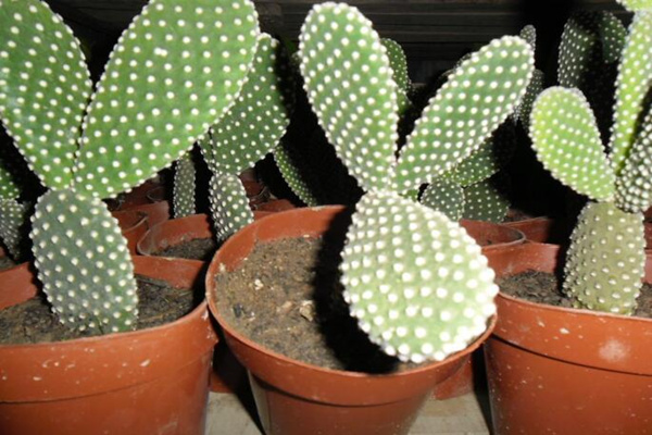 仙人掌枯萎了該怎樣救護(hù)，立即換盆并加強(qiáng)管理