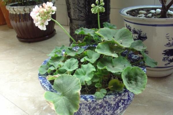 天竺葵泡水生根方法，3步即可天竺葵的水培