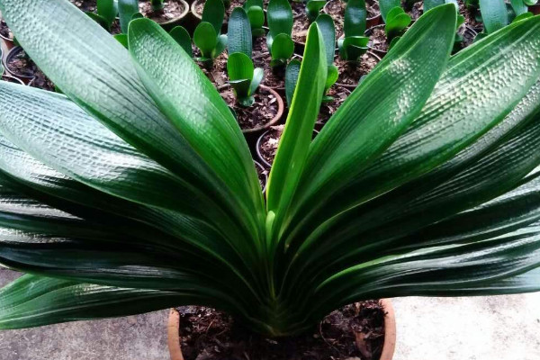 君子蘭斷頭如何盡快發(fā)芽