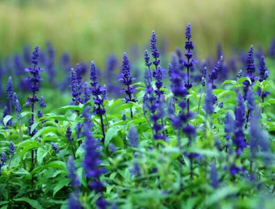 薰衣草花語和寓意，愛情的等待、堅定永恒的真愛