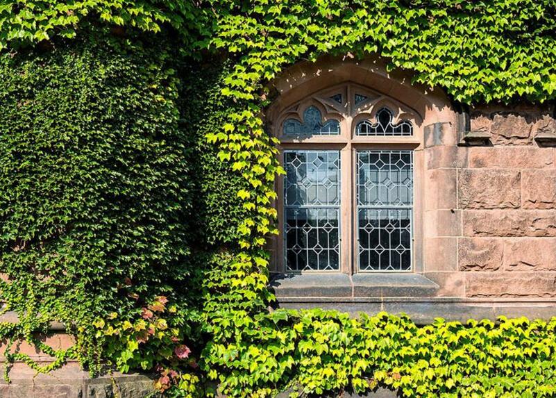 常春藤的作用，綠化環(huán)境凈化空氣