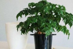 幸福樹(shù)耐寒嗎，最低溫度不低于5℃