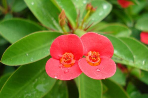 虎刺梅有毒嗎，全株有毒、汁液毒性較強(qiáng)