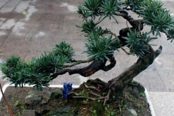 羅漢松扦插時(shí)間和方法