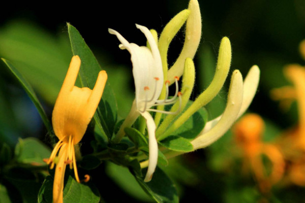 金銀花的修剪時(shí)間和修剪方法