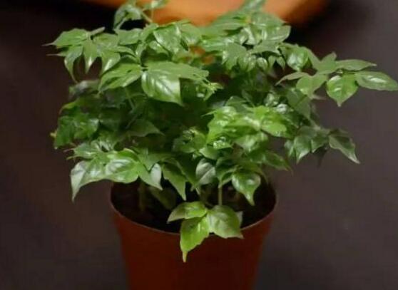 幸福樹放在哪里好風(fēng)水，盤點(diǎn)最佳四個(gè)好風(fēng)水位置(客廳/臥室/書房/陽(yáng)臺(tái))