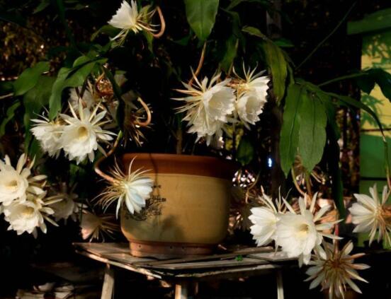 曇花怎么養(yǎng)，注意盆土是關(guān)鍵/肥水要合理