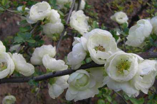 銀長壽海棠怎么養(yǎng)護(hù)