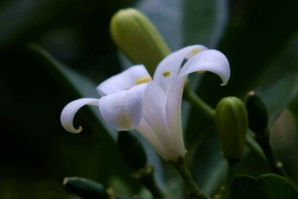 九里香怎么養(yǎng)家庭養(yǎng)法