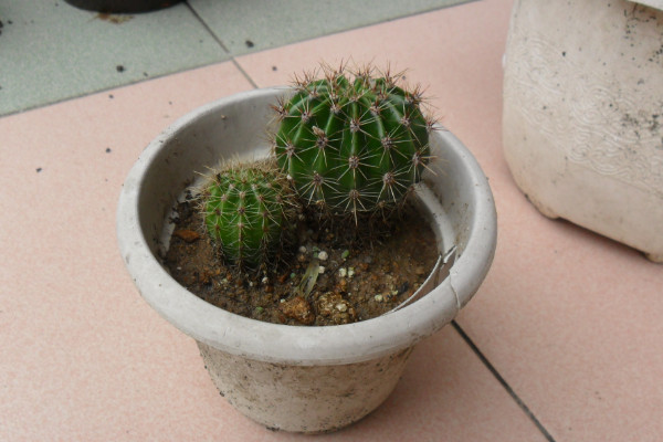 仙人球根部腐爛怎么辦，修剪處理后重新栽植