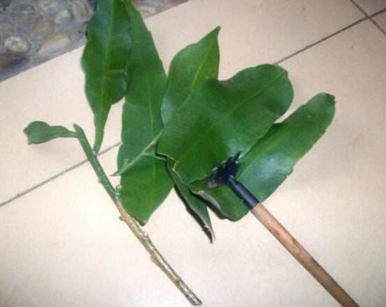 曇花扦插方法圖解，擇兩年生20-30厘米插蕙、扦插土壤深度1/3