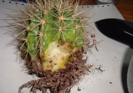 仙人掌爛根原因，仙人掌爛根怎么辦/重新栽培